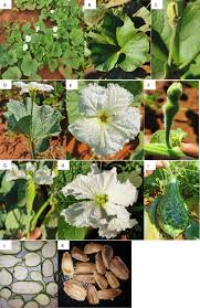 Image result for Lagenaria rufa