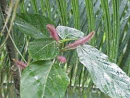 Image result for Acalypha segetalis