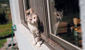 Catfights can, at times, get bloody; Territorial Urine Marking Tufts Catnip