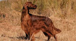 The standard poodle was originally bred as a keen retriever of game. Long Haired Dogs Top Breeds And Grooming Needs Petfinder