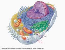 Comparing plant and animal cells. Diferences Between Animal And Plant Cells Mindmap