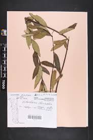 Image result for Cryptolepis oblongifolia
