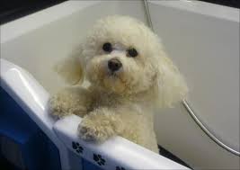 Maybe you would like to learn more about one of these? K9 Dog Baths Facebook K9mobilegrooming
