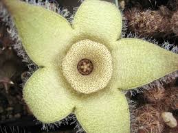 Image result for Orbea paradoxa