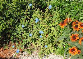 Image result for Ceratostigma griffithii