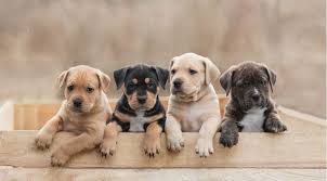 Top 1 200 Pet Names Of 2021 Petplace