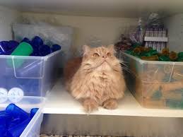 Legitimate online pet pharmacies will always require a prescription from a veterinarian prior to filling any order for drugs. Fully Stocked Pharmacy Park Slope Veterinary Center