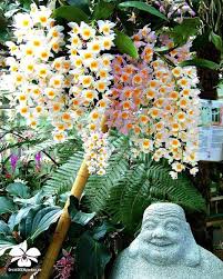 Dendrobium Farmeri Orchideen Orchidee Orchideengarten Orchid Orchids Orchidaceae Dahlenburg Wendland Niedersachsen Beautiful Orchids Orchids Flowers