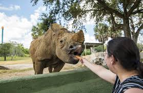 Tampa Busch Gardens Para Criancas Pequenas Travelterapia