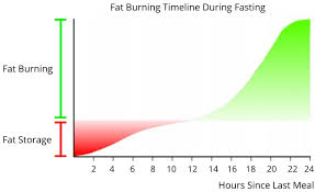 Intermittent fasting results, hiit workouts and sweat. Stages Of Fasting What Happens When You Fast 7sigma Physiques
