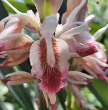 Image result for Thesium megalocarpum