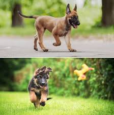 The malinois originated near the town of malines several. Belgian Malinois Vs German Shepherd Which Is The Best Family Dog All Things Dogs All Things Dogs
