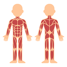 These two muscles, when working well, perform a balancing act that allows for successful upright posture. Stylized Muscle Anatomy Chart Front And Back Male Body Major Muscles Flat Cartoon Vector Style Infographic Illustration Tasmeemme Com