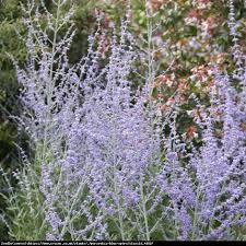 La perovskia atriplicifolia 'blue spire' è esente dalle malattie delle piante più comuni. Perowskia Lobodolistna Blue Spire Perovskia Blue Spire