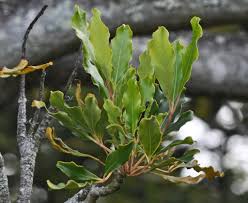 Image result for Neocussonia umbellifera