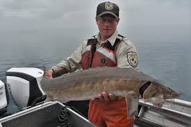 Saving The Great Lakes Biggest And Oldest Fish The Lake