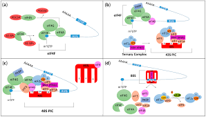 Contextual translation of bi to bm into malay. Cells Free Full Text Relevance Of Translation Initiation In Diffuse Glioma Biology And Its Therapeutic Potential Html