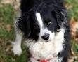 Bordoodle (Border Collie Moyen Poodle mix) Puppies for ...