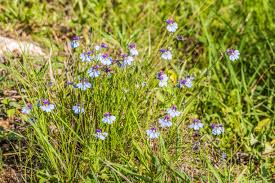 Image result for Monopsis decipiens