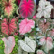 Image result for Caladium