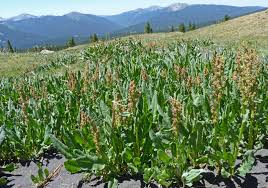 Image result for Rumex ruwenzoriensis