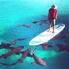 Imbedded Meaning In Tamil Surfing Shark Standup Paddle