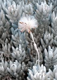 Image result for Caputia