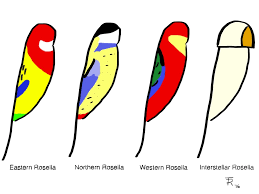 Rosella Species Identification Chart Cartoons By Ardeet