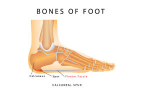 65 Bright Reflexology Chart Arch