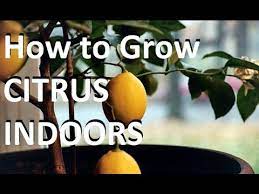 Unlike a traditional orchard, citrus trees are shaped into a spiral crop circle shape to grow fruit. How To Grow Citrus Trees Indoors Easy Complete Growing Guide Youtube