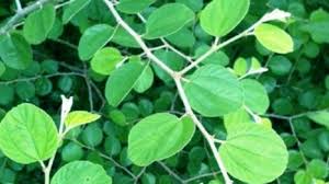 Khasiat daun bidara yang pertama ialah dapat memperkuat ketebalan rambut karena daun bidara atau jujube ini kaya akan vitamin c. Pin Di Artikel Terbaru Apa Saja Ada