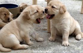 The tibetan mastiff officially became the world's most expensive dog when a chinese businessman. How Much Would A Yellow Labrador Puppy Cost