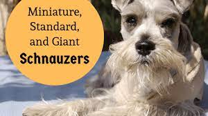 Uptown puppies connects you with the highest quality german shepherd puppies from the most ethical breeders in texas. The Three Varieties Of Schnauzers And More About This Dog Breed Pethelpful