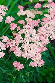 Achillea Pink Grapefruit Yarrow Flower Stock Photography Yarrow Plant Dry Shade Plants