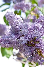 Deer resistant bloomerang® dark purple lilac, (syringa x 'smsjgp7' pp26,549), is a deciduous shrub with outstanding, reblooming flowers! 18 Lilac Varieties Hgtv
