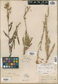 Image result for Sonchus dregeanus