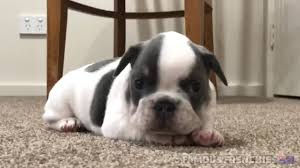 Fan page for frenchie enthusiasts who own, love, want, or admire frenchies. Famous Frenchies Australia Lilac And Tan French Bulldog Puppies Facebook