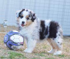 Enjoy this australian shepherd puppy gallery album you can enjoy large number 94 pictures that you can browse, enjoy, comment upon and discuss. Australian Shepherd Puppy Cutie Lasso H Aussies Shepherd Puppies Australian Shepherd Puppy Puppies
