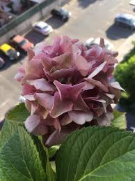 In the fall, the flowers turn brown and persist until winter. Ask A Question Forum Brown Spots On My Hydrangea Stems Plus Yellowish Leaves And Dry Flowers Garden Org