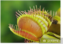 Die venusfliegenfalle hat besondere ansprüche [foto: Poster Dionaea Muscipula Venusfliegenfalle Fleischfressende Pflanze Pixers Wir Leben Um Zu Verandern