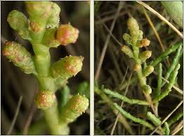 Image result for Sarcocornia perennis