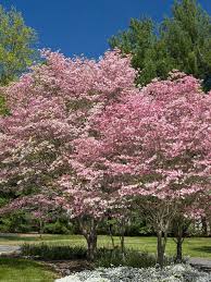 White flowering dogwood tree facts. Flowering Trees For Spring Landscaping Trees Flowering Trees Landscape Trees