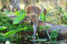 Monkeys Of Silver Springs State Park Predicted To Double Their Population