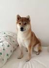 List of Dog Breeds | Petfinder