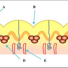 The Anatomy Of Acral Skin A Eccrine Duct Opening B Furrow Sulcus Download Scientific Diagram