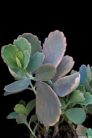 Los Kalanchoes Cuidar De Tus Plantas Es Facilisimo Com Tipos De Plantas Suculentas Cactus Y Suculentas Suculentas Especies