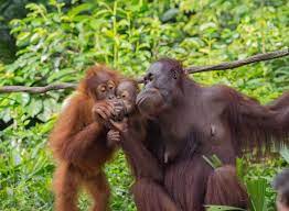 As is awam in english? Orang Awam In English English Pointer Color Orange And White Beautiful Fiszkoteka Your Checked Indonesian Korean Dictionary