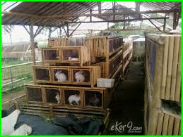 Dengan demikian, kotoran dan air kencing mudah dan sudah semestinya kandang harus terjaga kebersihannya sehingga ternak kambing dan domba lebih sehat karena tidak mudah terserang. 15 Gambar Kandang Kelinci Yang Bagus Baik Untuk Peliharaan Dan Ternak Dunia Fauna Hewan Binatang Tumbuhan Dunia Fauna Hewan Binatang Tumbuhan