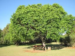 Image result for Celtis africana