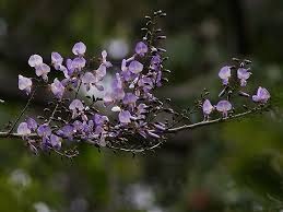 Image result for Millettia psilopetala